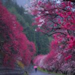 Η Ομορφιά της Ιαπωνίας...