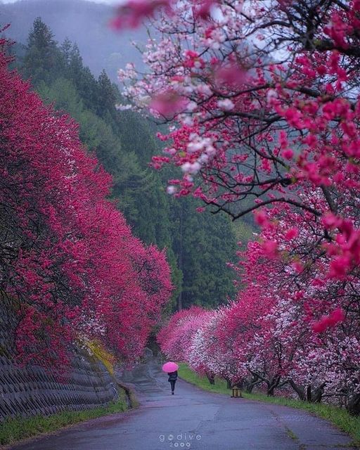 Η Ομορφιά της Ιαπωνίας... 1
