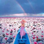 Μεγάλη λίμνη δημοφιλής για πρωινές εκδρομές με σκάφος για να δείτε ανθισμένα ροζ νούφαρα... ...