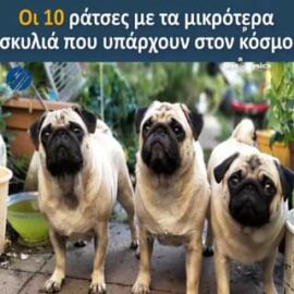 Οι 10 ράτσες με τα μικρότερα σκυλιά που υπάρχουν στον κόσμο...