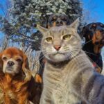 Σέλφι με τα αγόρια : Manny the Selfie Cat...