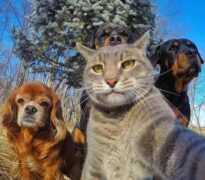 Σέλφι με τα αγόρια : Manny the Selfie Cat...