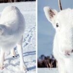 Φωτογράφος απαθανάτισε εξαιρετικά σπάνιο λευκό μωρό τάρανδο στη Νορβηγία