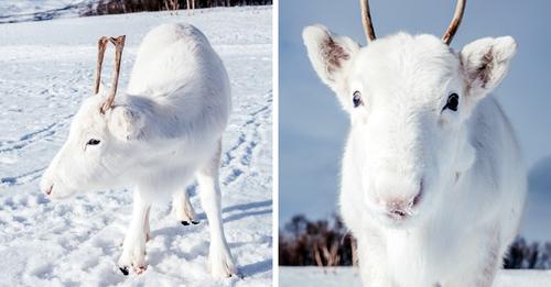 Φωτογράφος απαθανάτισε εξαιρετικά σπάνιο λευκό μωρό τάρανδο στη Νορβηγία 1
