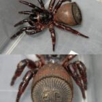 Cyclocosmia - Η κοιλιά αυτής της αράχνης μοιάζει με αρχαίο νόμισμα! Αυτό το γένο...