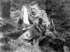 Βρετανός στρατιώτης που ανασύρει επιδέσμους από το κιτ ενός σκύλου κατά τον Α' Παγκόσμιο Πόλεμο, 1915. Περισσότερα...
