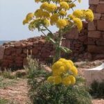 Νάρθηκας: Το φυτό που χρησιμοποίησε ο Προμηθέας, για να κλέψει την φωτιά από τους Θεούς