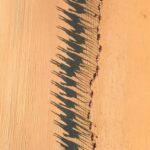 Οι βόλτες με καμήλες στην παραλία της Αυστραλίας το προσθέτουν στη λίστα με τα κουβά....